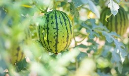 威海免费吃瓜地址,威海免费吃瓜活动地点大盘点